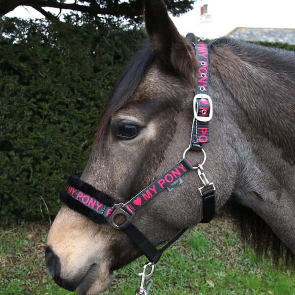 Headcollar and Leads