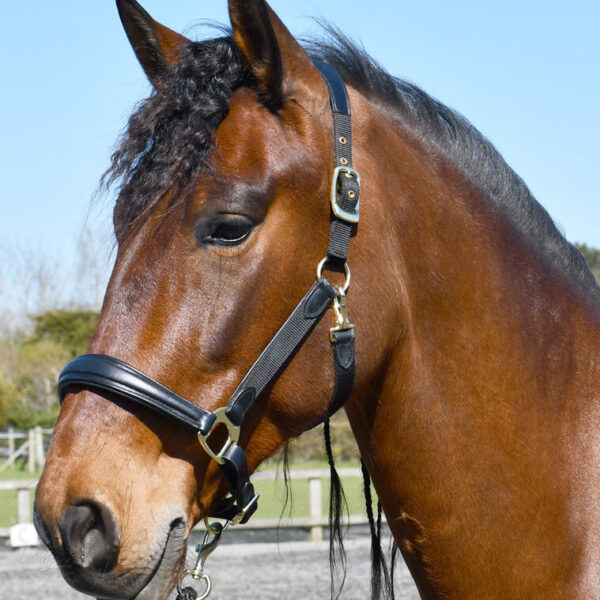 Headcollars and Leads