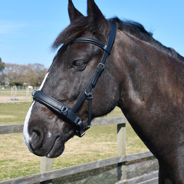 Lunge Wear and Training Aids